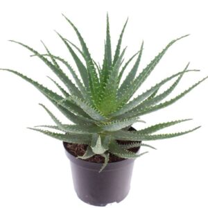 Aloe arborescens Aloe arborescens
(3 Plants/Order)(19cmP 45cmH)