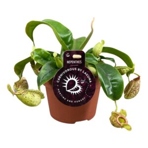 Nepenthus Nepenthes Hookeriana 12 cm
(6 Plants/Order)(12cmP 17cmH)