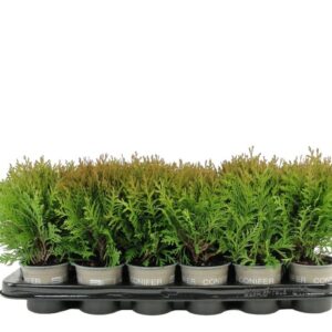 Thuja Danica Thuja occidentalis 'Danica' 
(18 Plants/Order)(9cmP 17cmH)