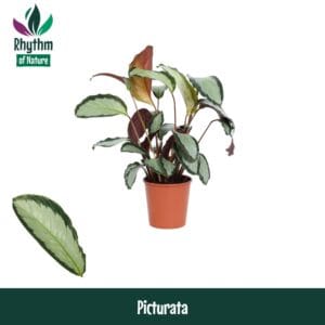Calathea Argentea Calathea 12cm Picturata - Rhythm of Nature
(10 Plants/Order)(12cmP 40cmH)