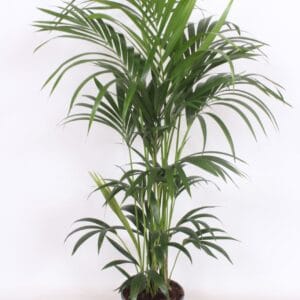 Howea forsteriana Howea forsteriana 6 per Pot
(1 Plants/Order)(24cmP 150cmH)