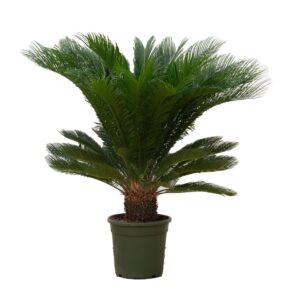 Cycas revoluta Cycas Revoluta - 110cm
(1 Plants/Order)(30cmP 110cmH)