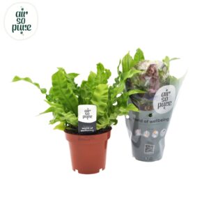 Asplenium Crispy Wave Crispy Wave
(10 Plants/Order)(12cmP 25cmH)