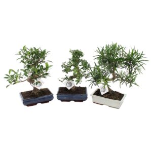 Bonsai Bonsai mix in ø25cm Ceramic
(4 Plants/Order)(25cmP 35cmH)