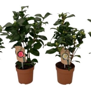 Camellia 3 Colours mix 10-15 knoppen
(8 Plants/Order)(13cmP 35cmH)