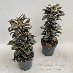 Cordyline Chocolate Queen Cordyline Chocolate Queen Narrow Form 14cm *NEW* 
(8 Plants/Order)(14cmP 38cmH)