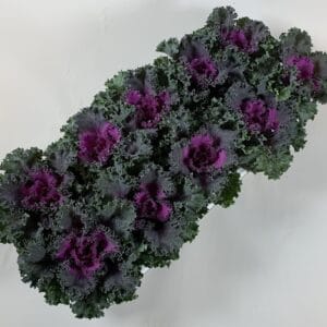 Brassica oleracea gekruld red
(10 Plants/Order)(10.5cmP 20cmH)