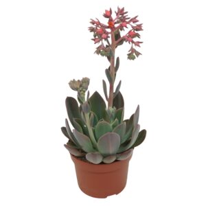 Echeveria Blue Prince Echeveria blue prince 10,5 cm
(10 Plants/Order)(10.5cmP 25cmH)