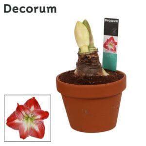 Hippeastrum Amaryllis Exotic Striped 2 bud Terracotta Steen OP
(3 Plants/Order)(17cmP 25cmH)