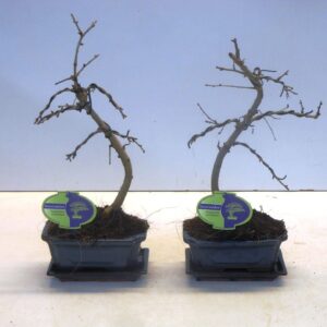 Pseudolarix amabilis pseudolarix amabilis 15 cm shape, with drip tray
(8 Plants/Order)(15cmP 30cmH)