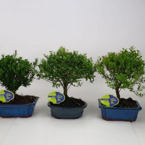 Bonsai Bonsai mix outdoor, 20cm., broom, without drip tray - Partly without leaves duri
(6 Plants/Order)(20cmP 30cmH)
