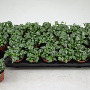 Fittonia Mosaic Marble Green FITTONIA MARBLE GREEN 8,5 CM
(21 Plants/Order)(8.5cmP 12cmH)