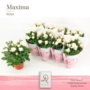 Rosa Amorosa Infinity White Potroos P14 Dolc'Amore® Maxima
(8 Plants/Order)(14cmP 32cmH)