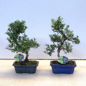 Ilex crenata ilex crenata, 19 cm shape, small leaf 19 cm., with drip tray
(5 Plants/Order)(19cmP 35cmH)