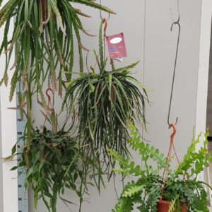 Rhipsalis Rhipsalis mixed 20cm
(1 Plants/Order)(20cmP 60cmH)