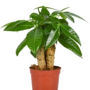 Pachira aquatica Pachira Aquatica 9 cm Triple stam
(12 Plants/Order)(9cmP 25cmH)