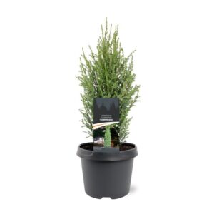 Juniperus communis Compressa Juniperus communis 'Compressa'
(1 Plants/Order)(19cmP 35cmH)