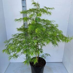 Acer palmatum Dissectum Acer palmatum 'Dissectum'
(1 Plants/Order)(31cmP 120cmH)