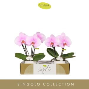 Phalaenopsis other pink (enkele ta Singolo & Co Mino in Lazio White
(4 Plants/Order)(9cmP 40cmH)