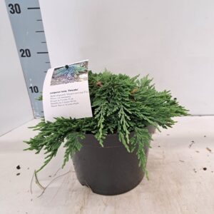 Juniperus horizontalis Juniperus horizontalis ‘Pancake’
(1 Plants/Order)(19cmP 25cmH)