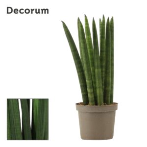 Sansevieria Cylindrica Sansevieria Cylindrica 9 cm Straight (Decorum)
(18 Plants/Order)(9cmP 25cmH)