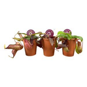 Nepenthes Alata Nepenthes mix in 7 cm terracotta Pot (waterdicht)
(20 Plants/Order)(7cmP 10cmH)