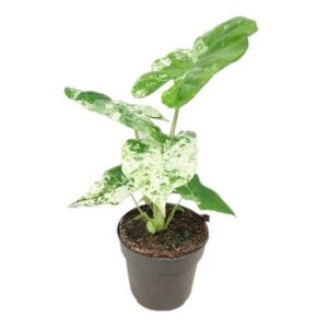 Alocasia Alocasia Macrorrhiza Splash 14cm
(8 Plants/Order)(14cmP 45cmH)