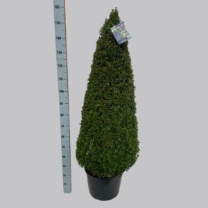 Buxus other Buxus semp. pyr.120-130 40/C24
(1 Plants/Order)(40cmP 150cmH)