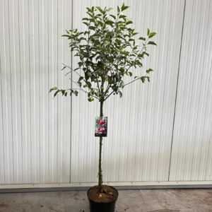 Malus Red Sentinel Malus 'Red Sentinel' -- stam 90 cm
(1 Plants/Order)(32cmP 150cmH)
