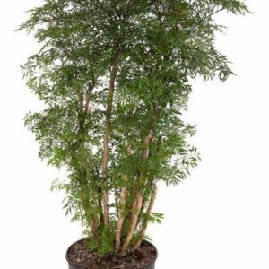 Polyscias fruticosa Polyscias Ming busch P27
(1 Plants/Order)(27cmP 100cmH)