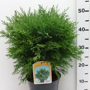 Chamaecyparis Globosa Chamaecyparis l. 'Globosa'
(1 Plants/Order)(19cmP 55cmH)