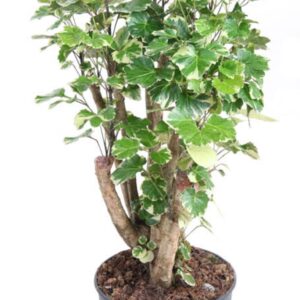 Polyscias Balfourii Polyscias Balfouriana busch P24
(1 Plants/Order)(24cmP 90cmH)