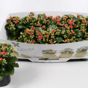 Kalanchoe other Kalanchoe favorita purple instyle + collar
(10 Plants/Order)(10.5cmP 22cmH)