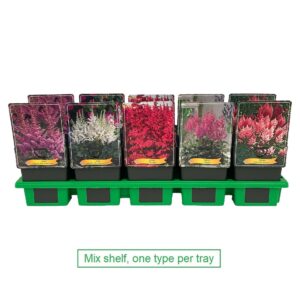 Astilbe Astilbe mix 6x10 srt. per laag P11
(10 Plants/Order)(11cmP 25cmH)