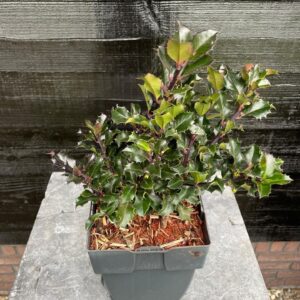Ilex meserveae Blue Angel Ilex meserveae 'Blue Angel' P17
(6 Plants/Order)(17cmP 50cmH)