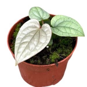 Anthurium Leaf Anthurium Luxurians
(1 Plants/Order)(10.5cmP 15cmH)