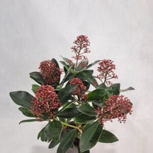 Skimmia japonica Rubella P10 5-6 Flower
(12 Plants/Order)(10.5cmP 30cmH)