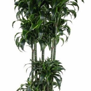 Dracaena Dorado Dracaena Dorado 150-carrousel
(1 Plants/Order)(40cmP 200cmH)