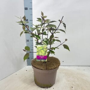 Cornus alba Kesselringii
(1 Plants/Order)(23cmP 60cmH)