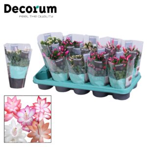 Schlumbergera mix Schlumbergera - 10,5 cm - mix met hoes - Decorum
(10 Plants/Order)(10.5cmP 20cmH)
