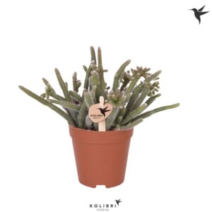 Rhipsalis baccifera subsp. horrida Kolibri Greens Rhipsalis Baccifera Horrida
(12 Plants/Order)(9cmP 16cmH)