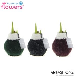 Hippeastrum Wax Fashionz Cozy Wooly
(6 Plants/Order)(5cmP 15cmH)