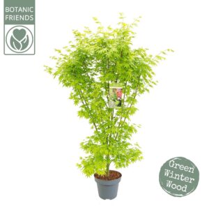 Acer palmatum Acer palm. 'Going Green'® C14 struik 
(1 Plants/Order)(30cmP 170cmH)