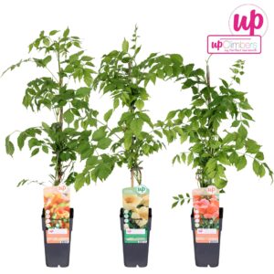 Campsis Campsis mix laag geent P15
(50 Plants/Order)(15cmP 65cmH)