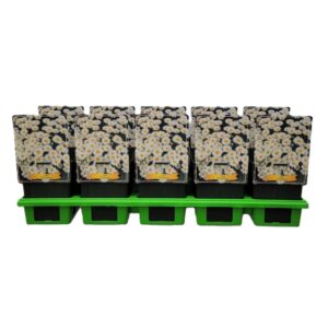 Aster Schneekissen Aster Dumosus 'Schneekissen' P11
(10 Plants/Order)(11cmP 25cmH)