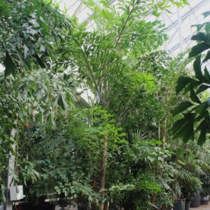 Caryota mitis Caryota mitis
(1 Plants/Order)(96cmP 650cmH)