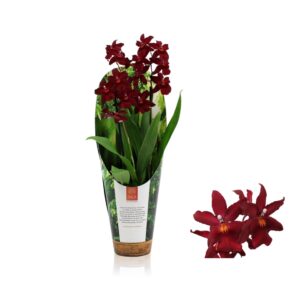 Burrageara 'Fran's Jewels' Inca Cambria Fran's Jewels 2 spike 9cm in luxury jungle cover
(11 Plants/Order)(9cmP 35cmH)