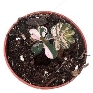 other plants Phyllanthus Urinaria Compacta Variegata
(14 Plants/Order)(6cmP 7cmH)