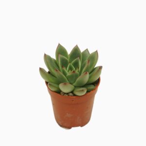 Echeveria agavoides Echeveria red tips 5,5 cm
(20 Plants/Order)(5.5cmP 8cmH)