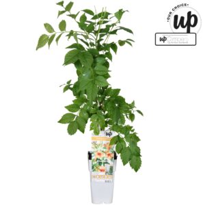 Campsis Indian Summer Campsis Indian Summer P15
(10 Plants/Order)(15cmP 90cmH)